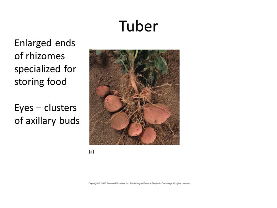 Tuber Enlarged ends of rhizomes specialized for storing food Eyes – clusters of axillary buds