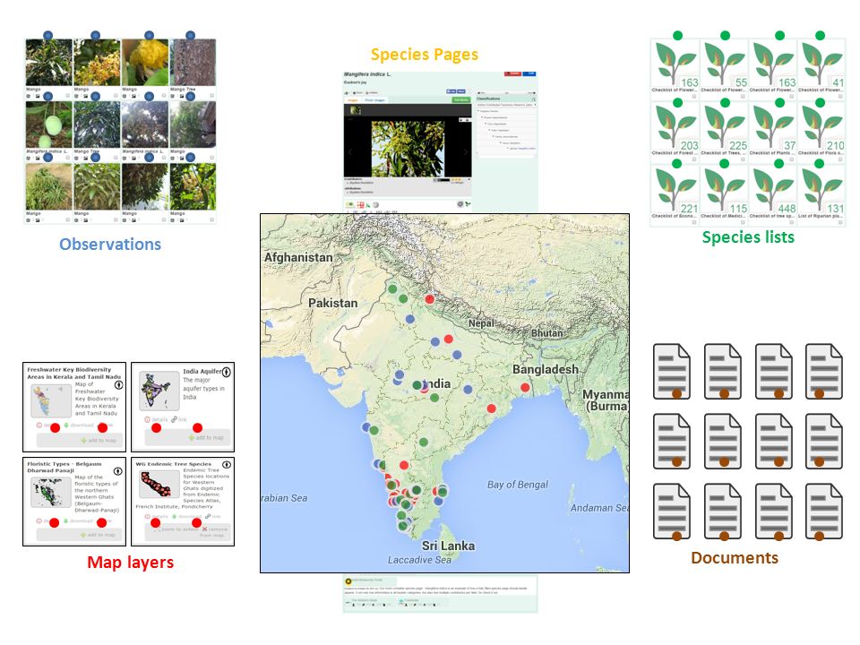 Species Pages Observations Species listsMap layers Documents
