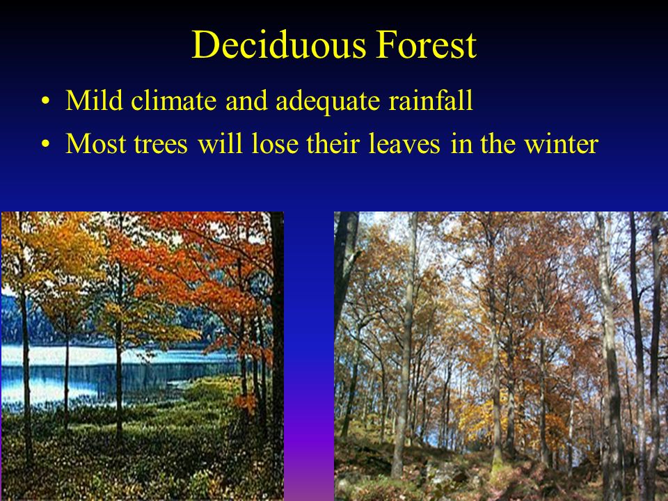 Mild climate and adequate rainfall Most trees will lose their leaves in the winter