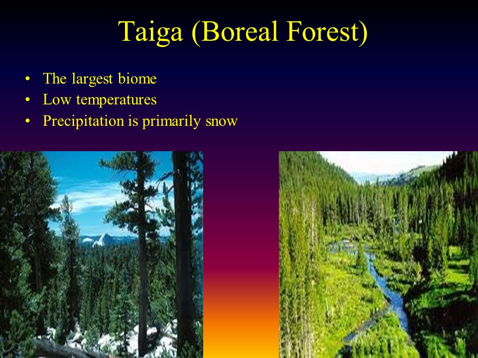 Taiga (Boreal Forest) The largest biome Low temperatures Precipitation is primarily snow