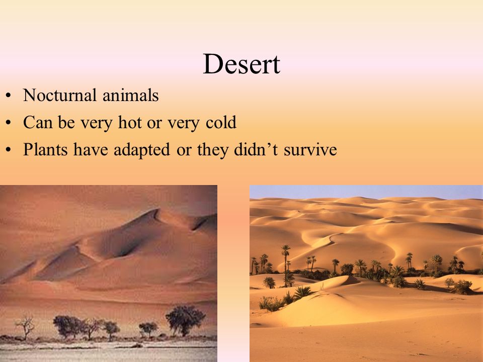 Nocturnal animals Can be very hot or very cold Plants have adapted or they didn’t survive