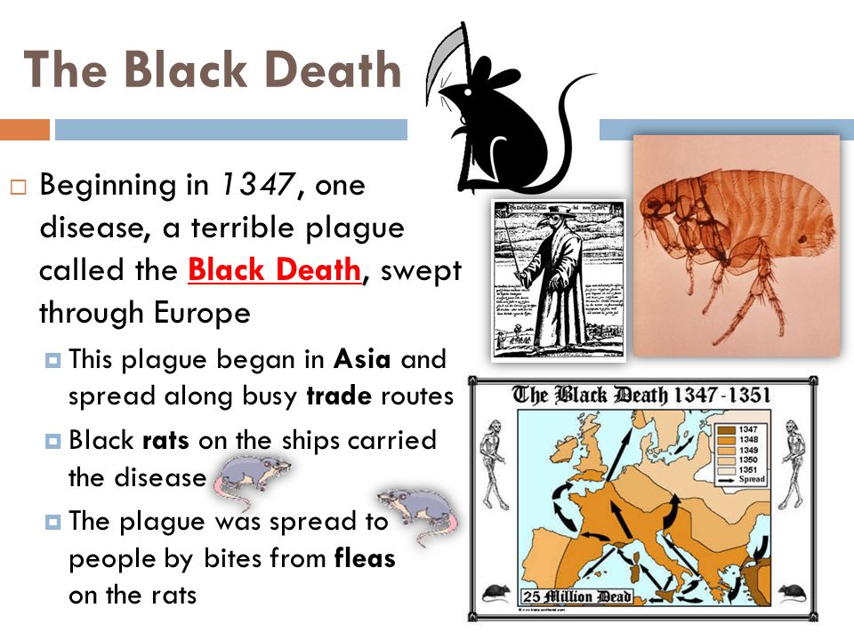 The Black Death  Beginning in 1347, one such disease, a terrible plague called the Black Death, swept through Europe  This plague began in Asia and spread along busy trade routes  Black rats on the ships carried the disease  The plague was spread to people by bites from fleas on the rats