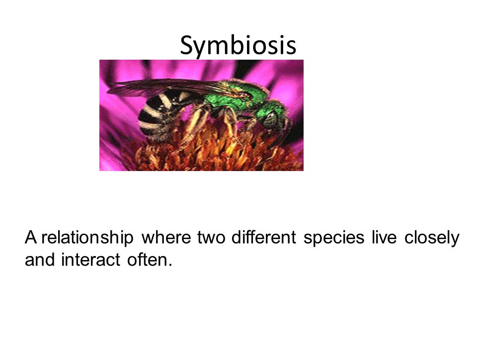 Symbiosis A relationship where two different species live closely and interact often.