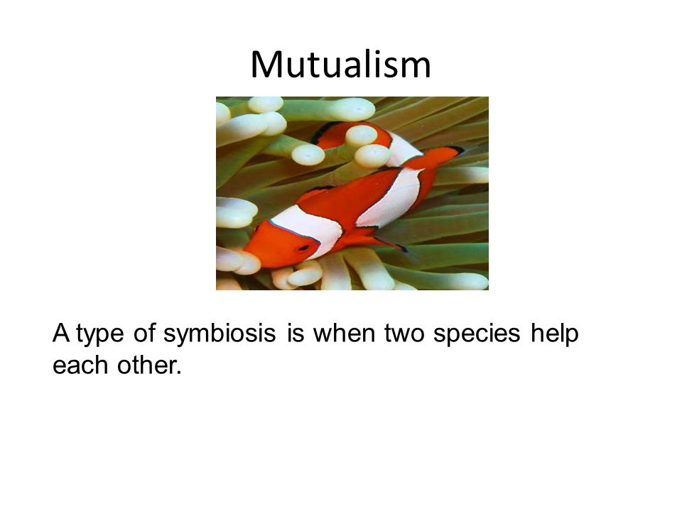 Mutualism A type of symbiosis is when two species help each other.
