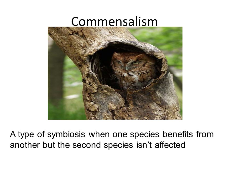 Commensalism A type of symbiosis when one species benefits from another but the second species isn’t affected