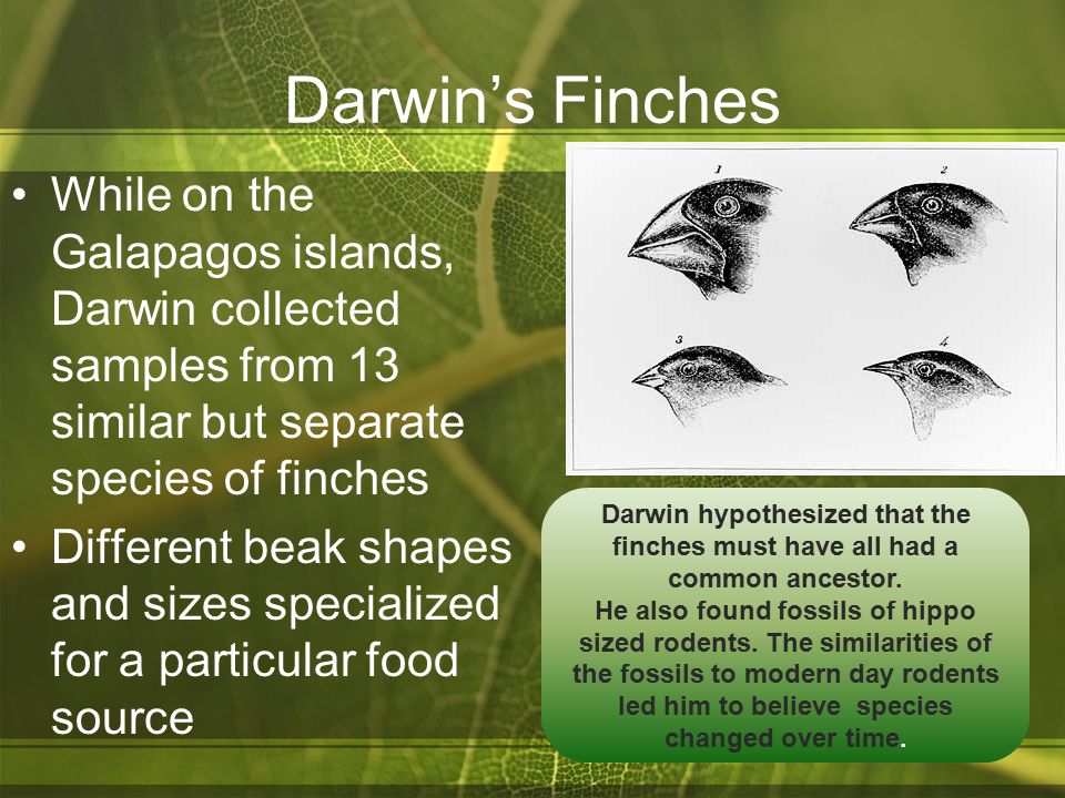 Essay On Extinct Species