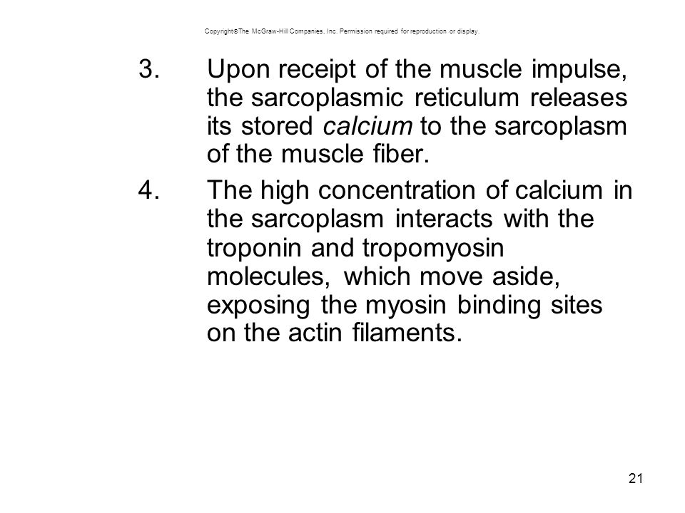21 3.Upon receipt of the muscle impulse, the sarcoplasmic reticulum releases its stored calcium to the sarcoplasm of the muscle fiber.