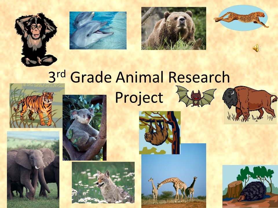3 rd Grade Animal Research Project