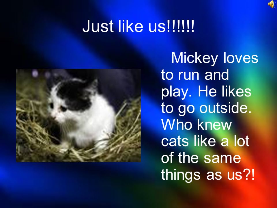 He loves to… Mickey loves to play. He loves to get his tummy rubbed, too!