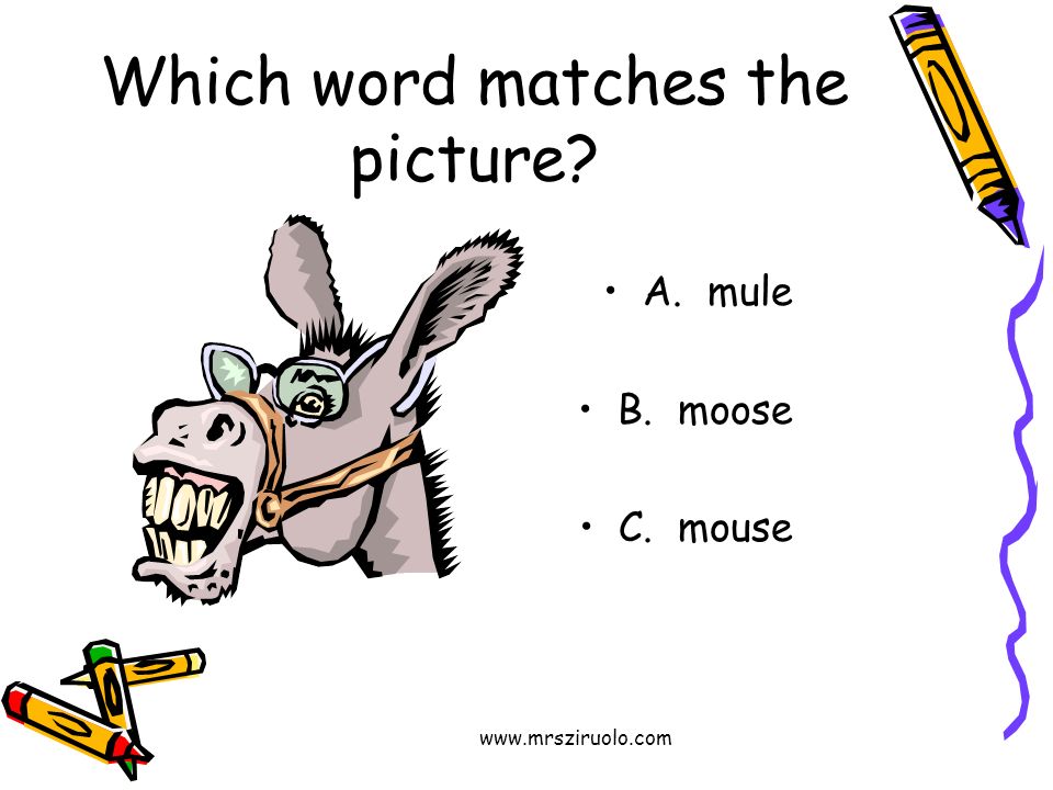 Which word matches the picture A. mule B. moose C. mouse
