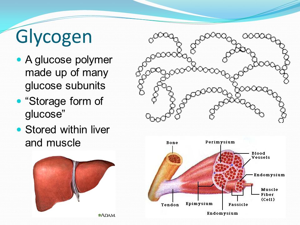 Generously Shared By Ppt 7 Glycogen A Glucose