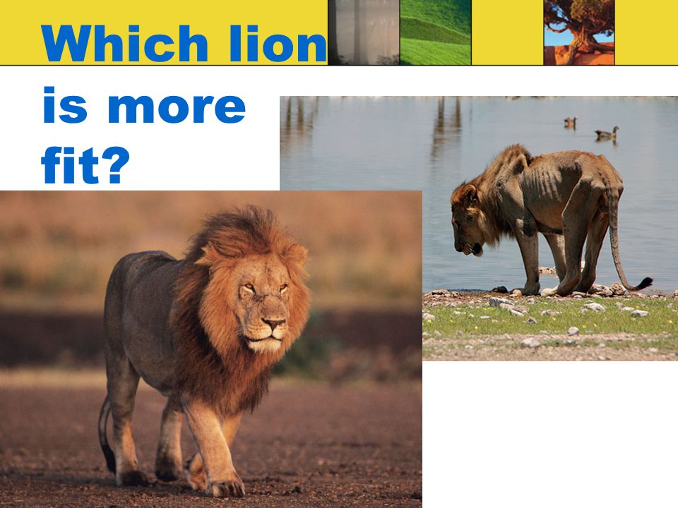 Which lion is more fit