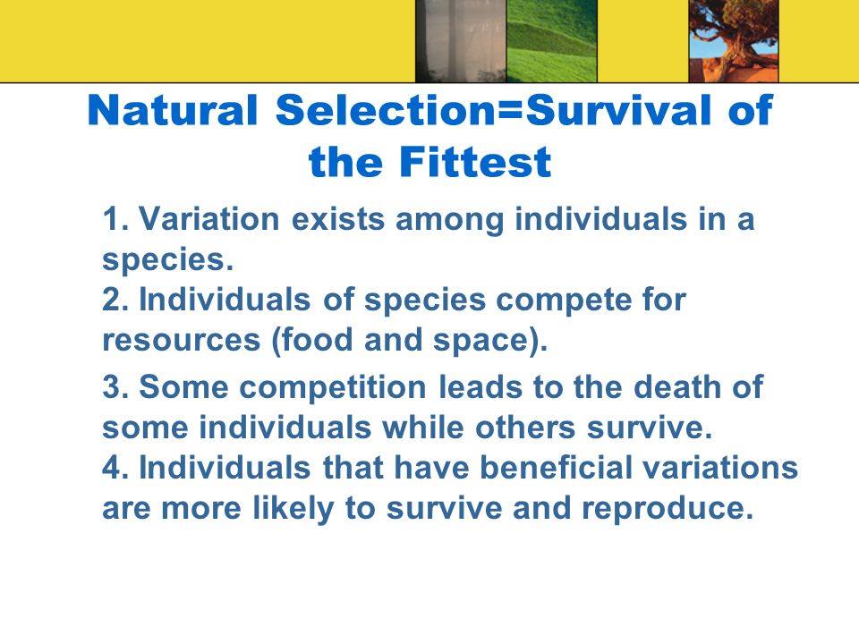 Natural Selection=Survival of the Fittest 1. Variation exists among individuals in a species.