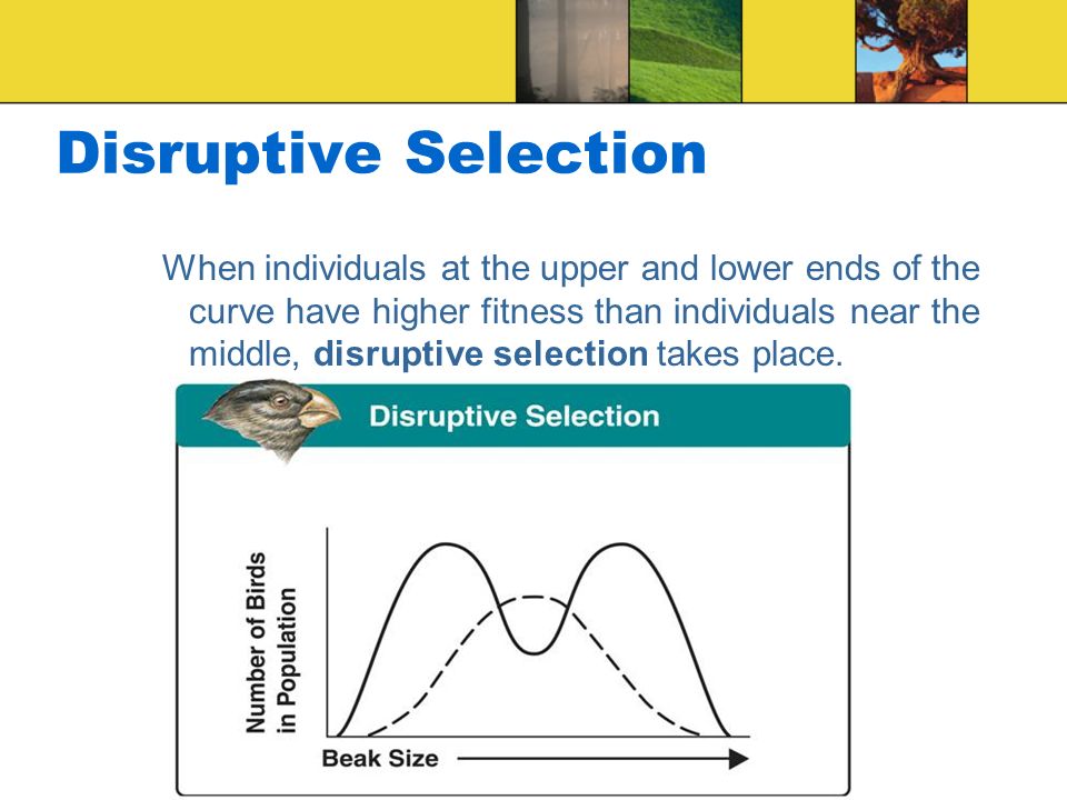 Copyright Pearson Prentice Hall Disruptive Selection When individuals at the upper and lower ends of the curve have higher fitness than individuals near the middle, disruptive selection takes place.