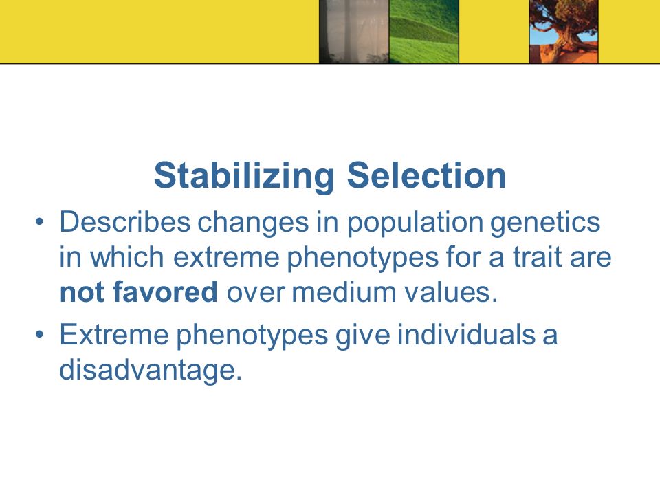 Stabilizing Selection Describes changes in population genetics in which extreme phenotypes for a trait are not favored over medium values.
