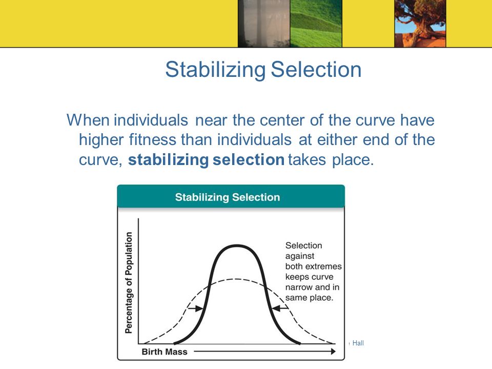 Copyright Pearson Prentice Hall Stabilizing Selection When individuals near the center of the curve have higher fitness than individuals at either end of the curve, stabilizing selection takes place.