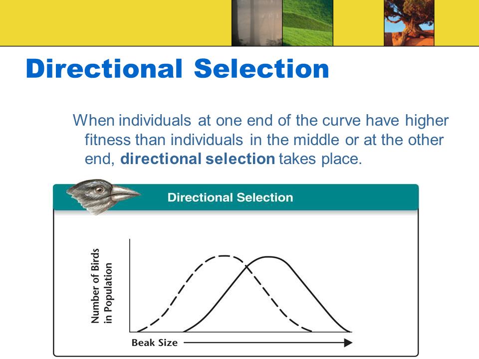 Copyright Pearson Prentice Hall Directional Selection When individuals at one end of the curve have higher fitness than individuals in the middle or at the other end, directional selection takes place.