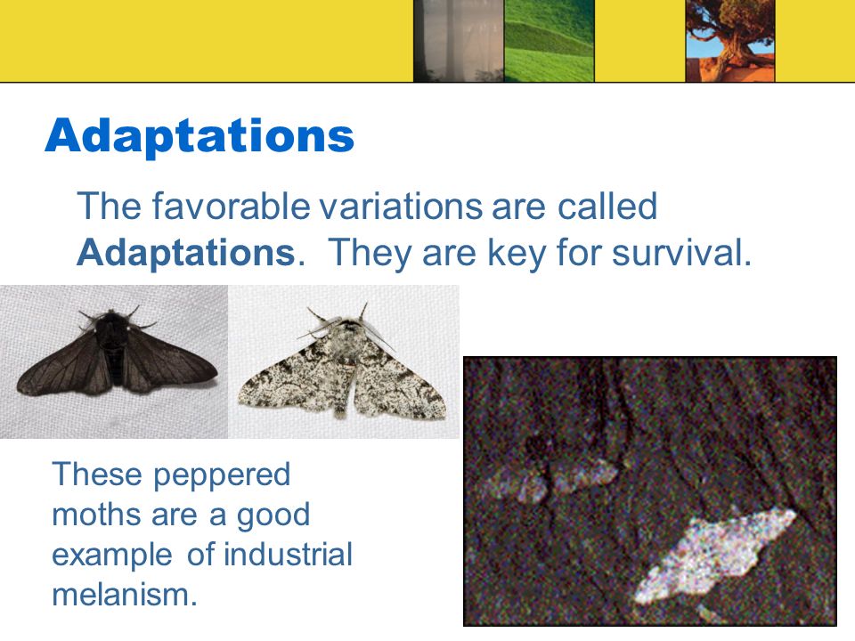 Adaptations The favorable variations are called Adaptations.