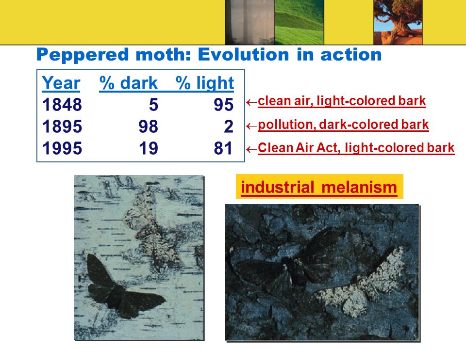 Peppered moth: Evolution in action Year% dark% light  clean air, light-colored bark  pollution, dark-colored bark  Clean Air Act, light-colored bark industrial melanism