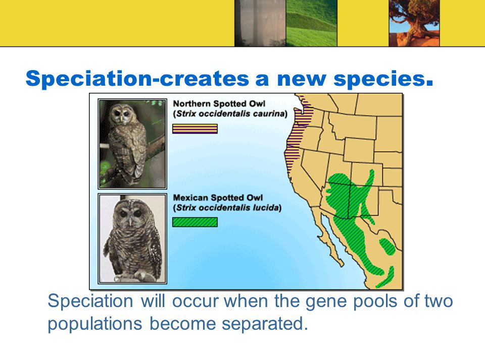 Speciation-creates a new species.