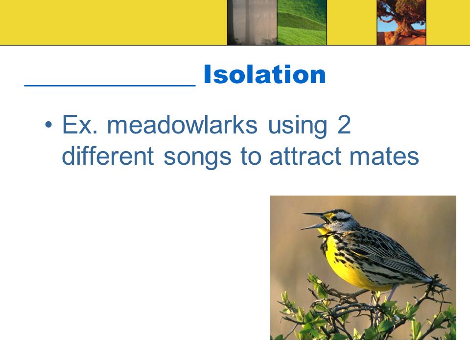 _____________ Isolation Ex. meadowlarks using 2 different songs to attract mates