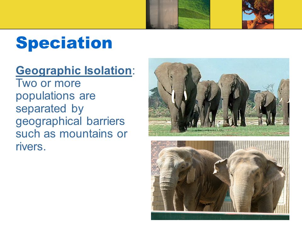 Speciation Geographic Isolation: Two or more populations are separated by geographical barriers such as mountains or rivers.