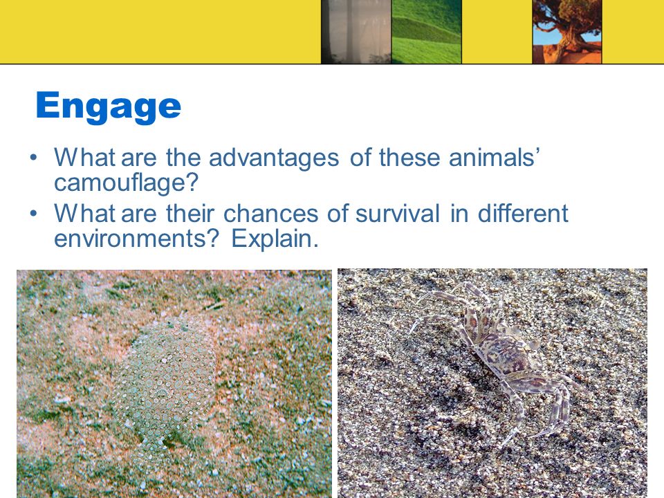 Engage What are the advantages of these animals’ camouflage.