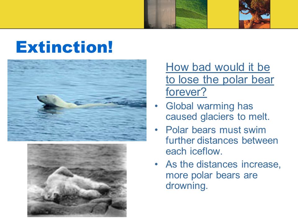 Extinction. How bad would it be to lose the polar bear forever.