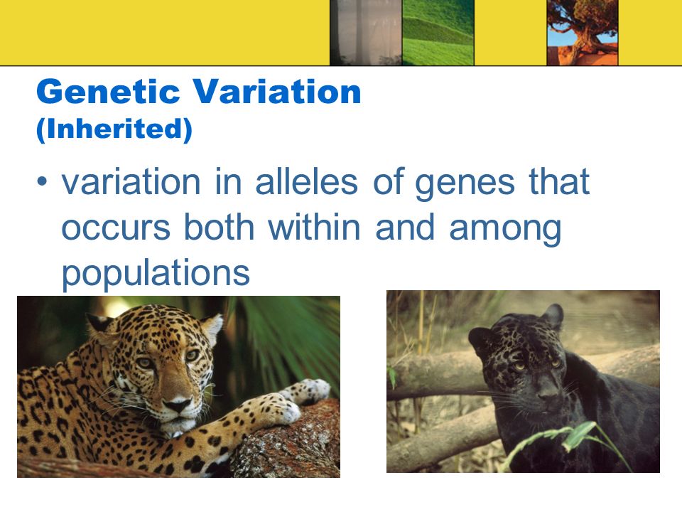 Genetic Variation (Inherited) variation in alleles of genes that occurs both within and among populations