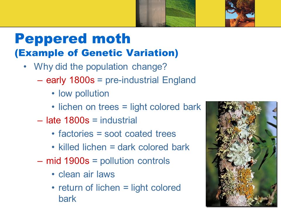 Peppered moth (Example of Genetic Variation) Why did the population change.