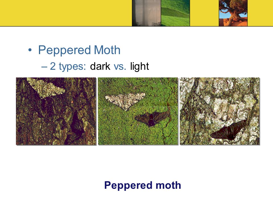 Peppered Moth –2 types: dark vs. light Peppered moth