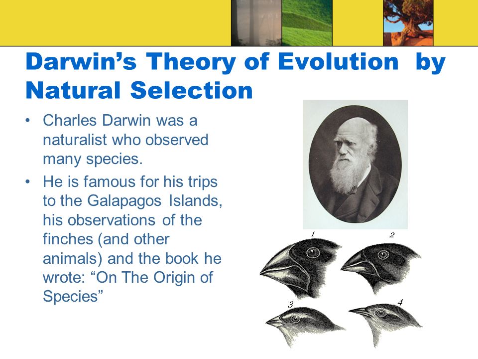 Darwin’s Theory of Evolution by Natural Selection Charles Darwin was a naturalist who observed many species.