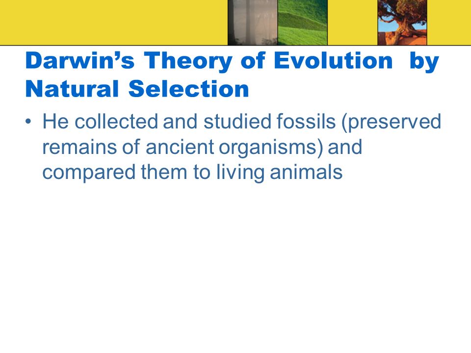 Darwin’s Theory of Evolution by Natural Selection He collected and studied fossils (preserved remains of ancient organisms) and compared them to living animals