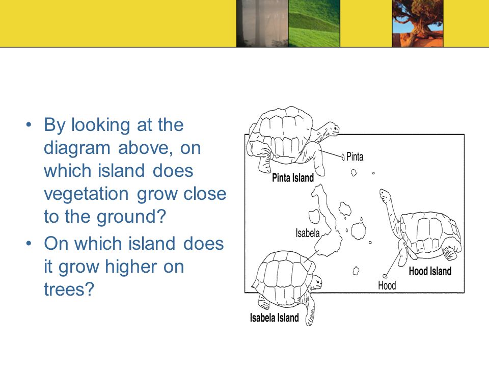 By looking at the diagram above, on which island does vegetation grow close to the ground.