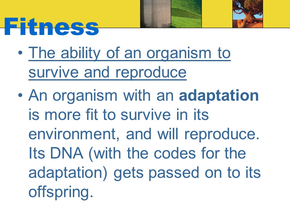 Fitness The ability of an organism to survive and reproduce An organism with an adaptation is more fit to survive in its environment, and will reproduce.
