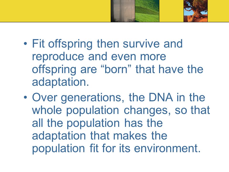 Fit offspring then survive and reproduce and even more offspring are born that have the adaptation.