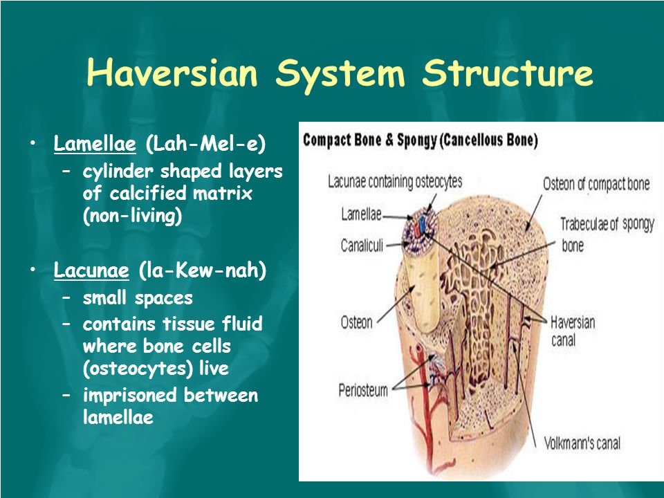 Skeletal System: Tissue and physiology Skeletal tissue is the most ... Skeletal System: Tissue and physiology Skeletal tissue is the most ...