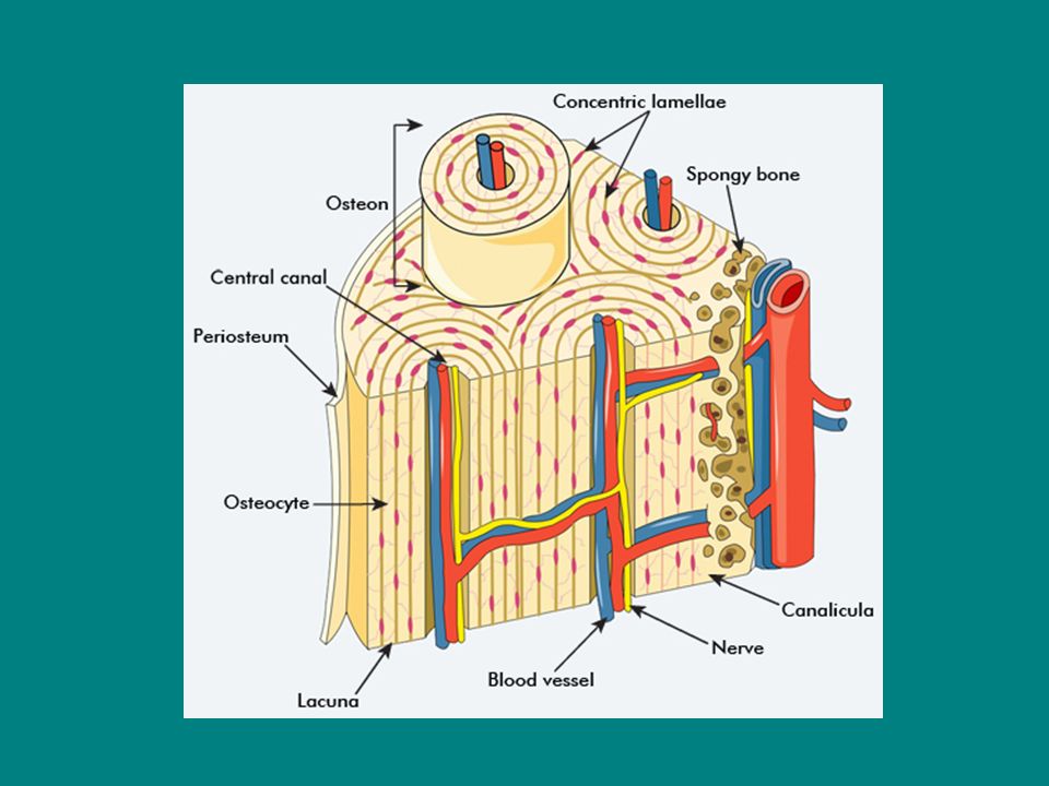 Skeletal System: Tissue and physiology Skeletal tissue is the most ... Skeletal System: Tissue and physiology Skeletal tissue is the most ...