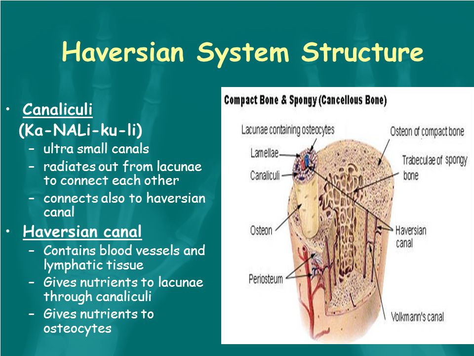 Skeletal System: Tissue and physiology Skeletal tissue is the most ... Skeletal System: Tissue and physiology Skeletal tissue is the most ...