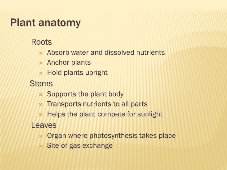 Plant anatomy Roots  Absorb water and dissolved nutrients  Anchor plants  Hold plants upright Stems  Supports the plant body  Transports nutrients to all parts  Helps the plant compete for sunlight Leaves  Organ where photosynthesis takes place  Site of gas exchange