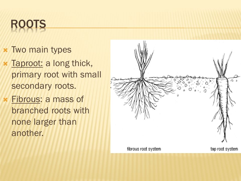  Two main types  Taproot: a long thick, primary root with small secondary roots.