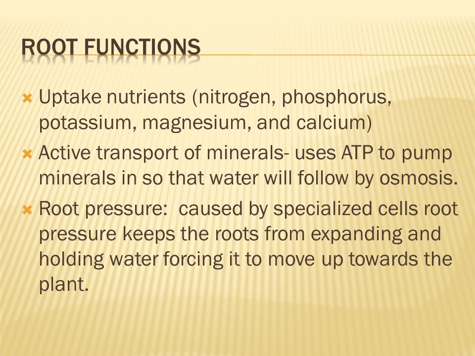  Uptake nutrients (nitrogen, phosphorus, potassium, magnesium, and calcium)  Active transport of minerals- uses ATP to pump minerals in so that water will follow by osmosis.