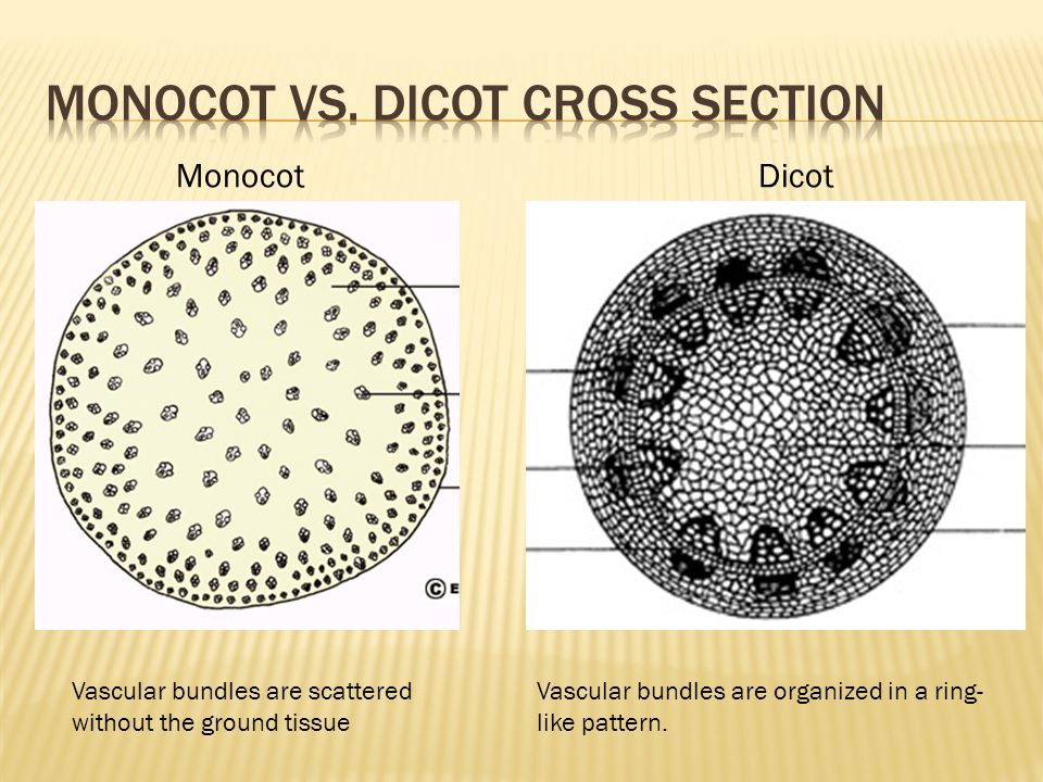 MonocotDicot Vascular bundles are scattered without the ground tissue Vascular bundles are organized in a ring- like pattern.