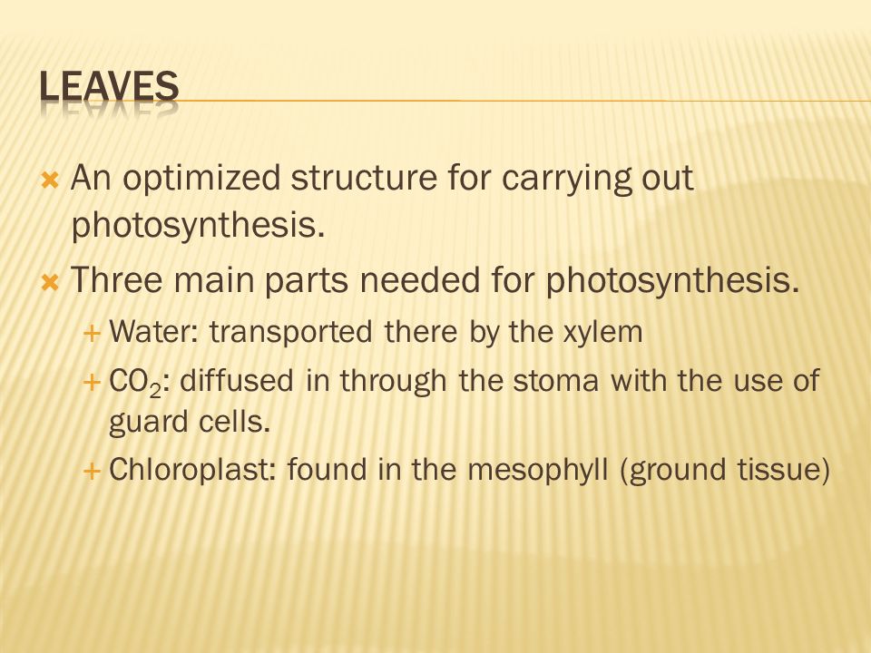  An optimized structure for carrying out photosynthesis.