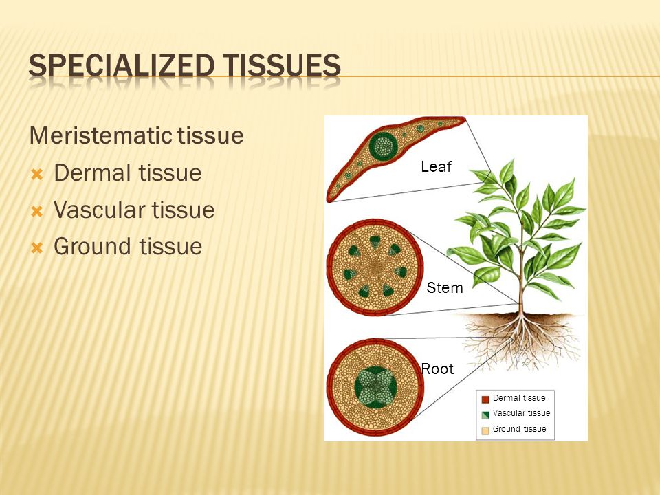 Meristematic tissue  Dermal tissue  Vascular tissue  Ground tissue Stem Root Leaf Dermal tissue Vascular tissue Ground tissue