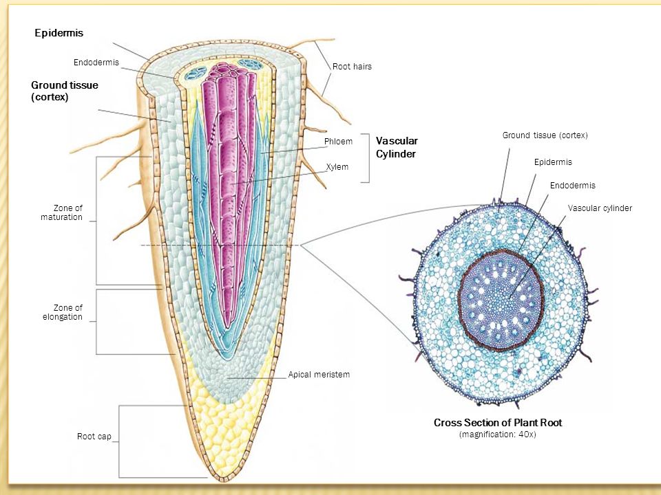 Epidermis Ground tissue (cortex) Vascular Cylinder Cross Section of Plant Root (magnification: 40x) Ground tissue (cortex) Epidermis Endodermis Vascular cylinder Root hairs Phloem Xylem Apical meristem Root cap Zone of maturation Zone of elongation Endodermis