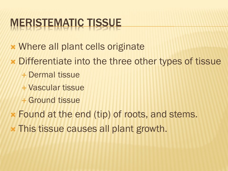  Where all plant cells originate  Differentiate into the three other types of tissue  Dermal tissue  Vascular tissue  Ground tissue  Found at the end (tip) of roots, and stems.