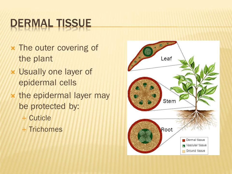  The outer covering of the plant  Usually one layer of epidermal cells  the epidermal layer may be protected by:  Cuticle  Trichomes Stem Root Leaf Dermal tissue Vascular tissue Ground tissue