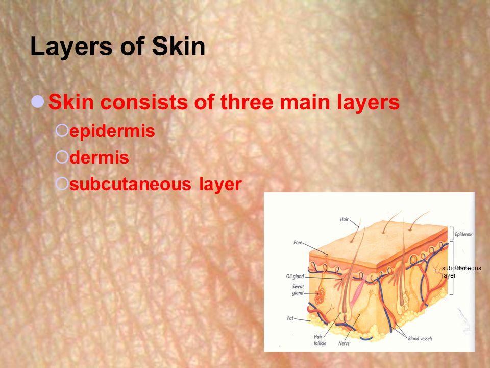 Layers of Skin Skin consists of three main layers  epidermis  dermis  subcutaneous layer subcutaneous layer