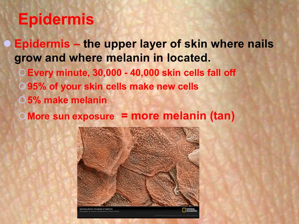 Epidermis Epidermis – the upper layer of skin where nails grow and where melanin in located.